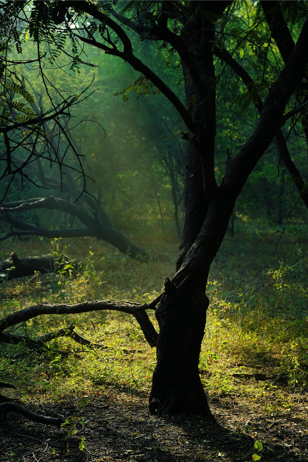 Golden Hour Portrait